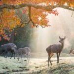 Deer in Nara Japan