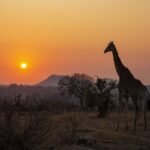 Kruger National Park