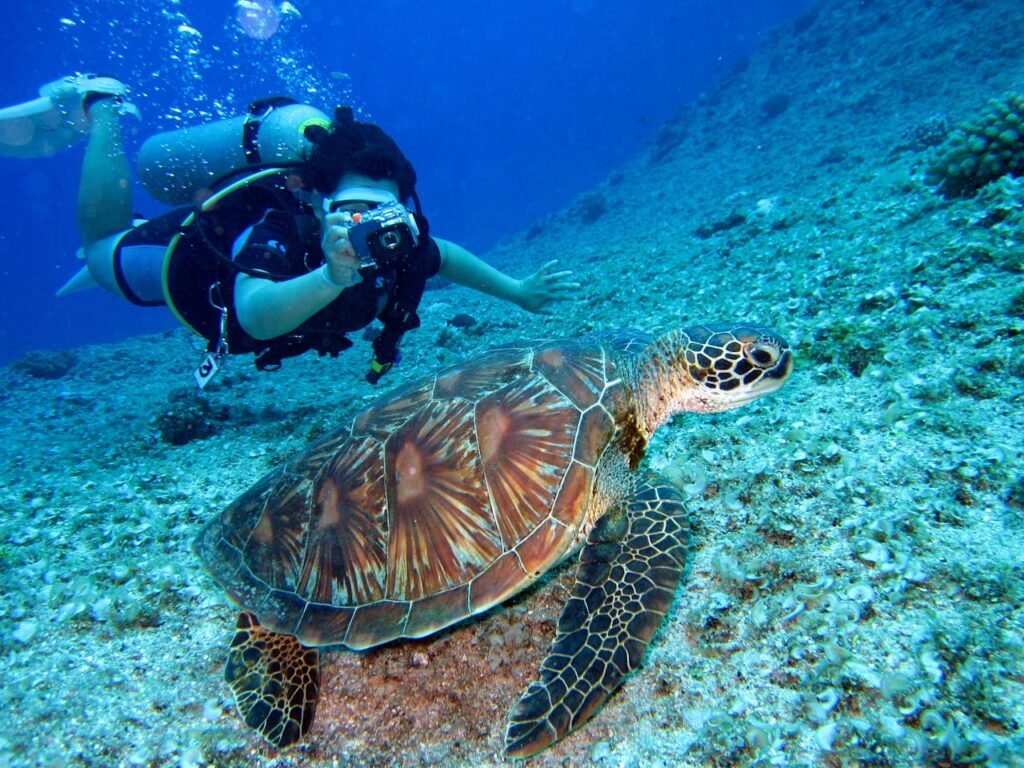 Red Sea scuba diving