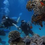 Red Sea Scuba Diving 2