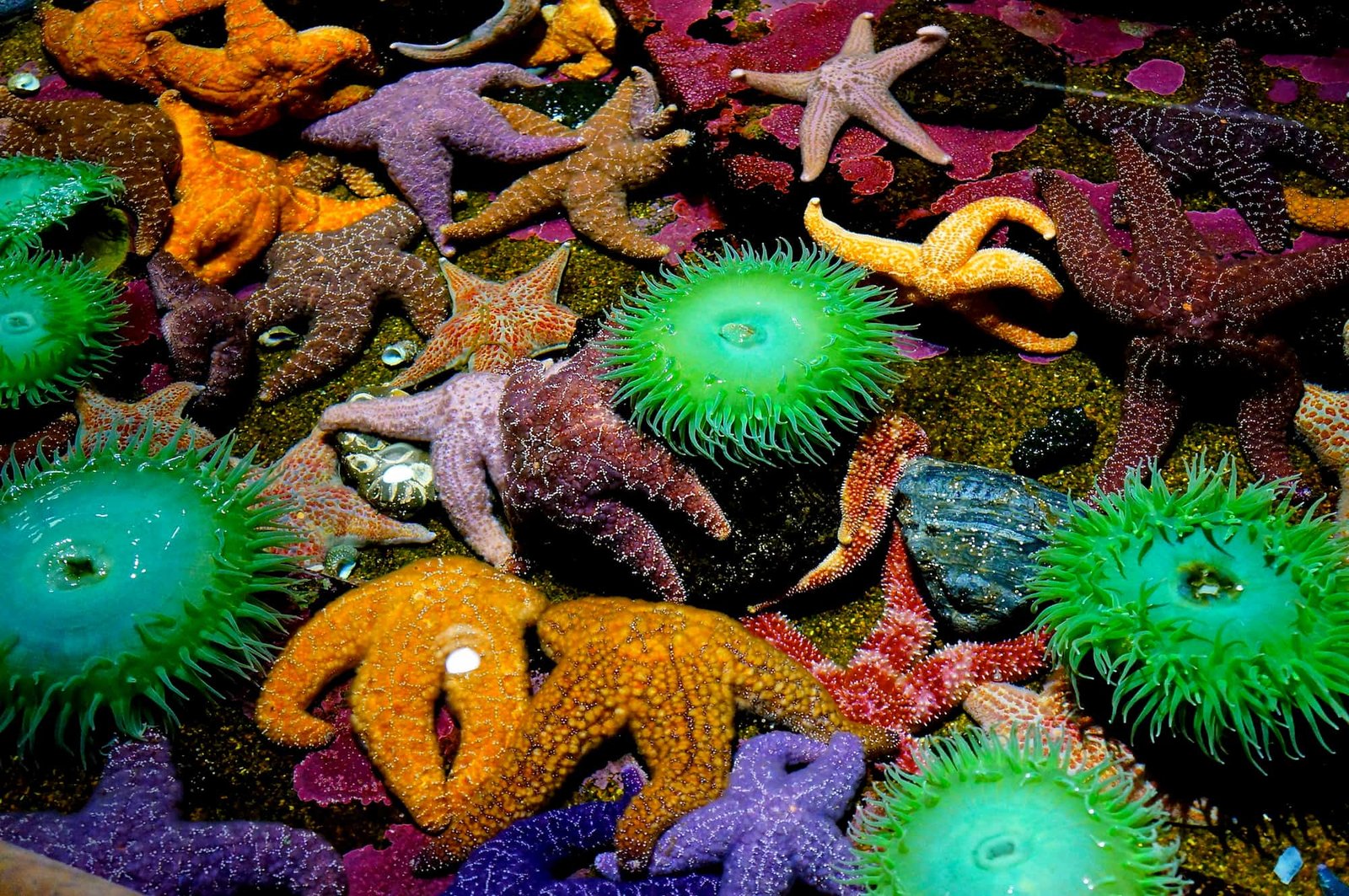 Tide Pools and Marine Life