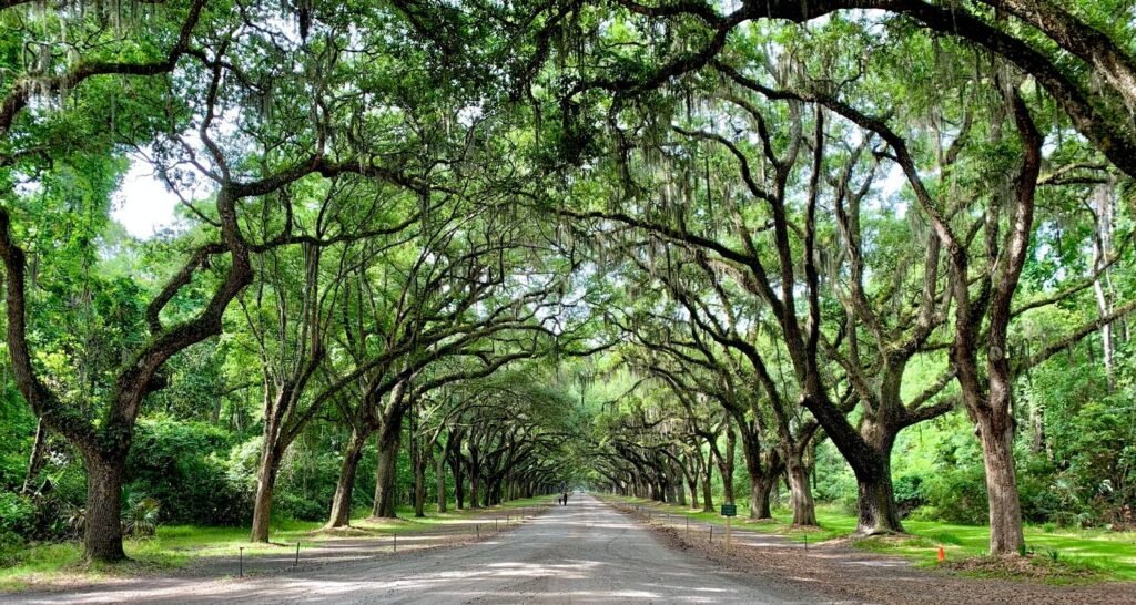 Savannah, Georgia - Coastal Trails and Southern Charm