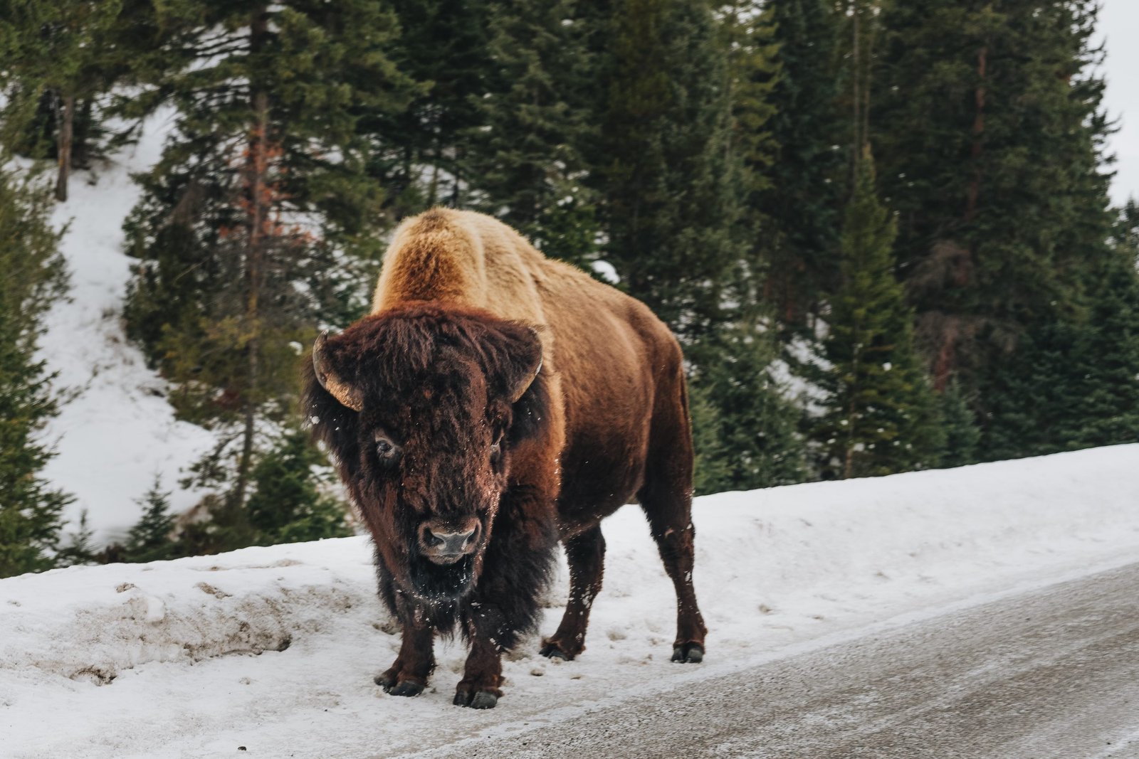 Best Destinations in January for Winter Wildlife Spotting