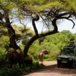 Serengeti National Park Tanzania