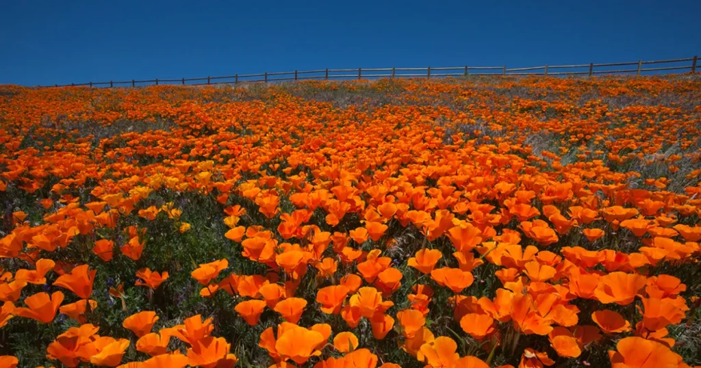 Antelope Valley, California – Poppy Bloom Extravaganza