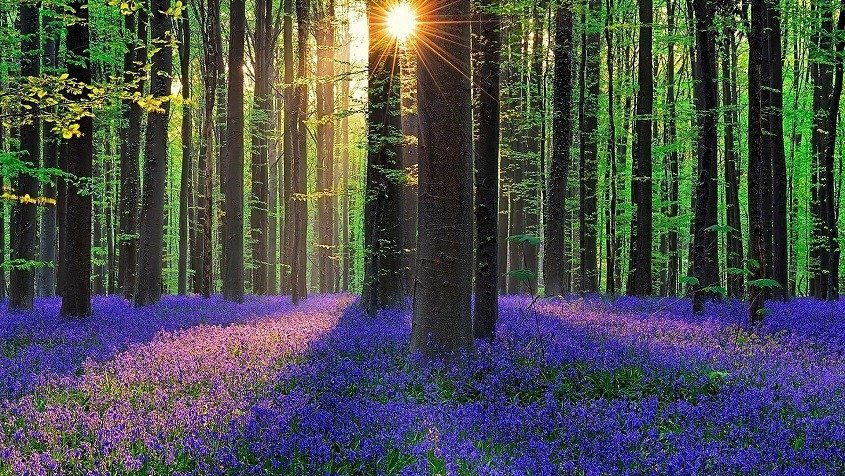 Hallerbos, Belgium – The Enchanted Bluebell Forest