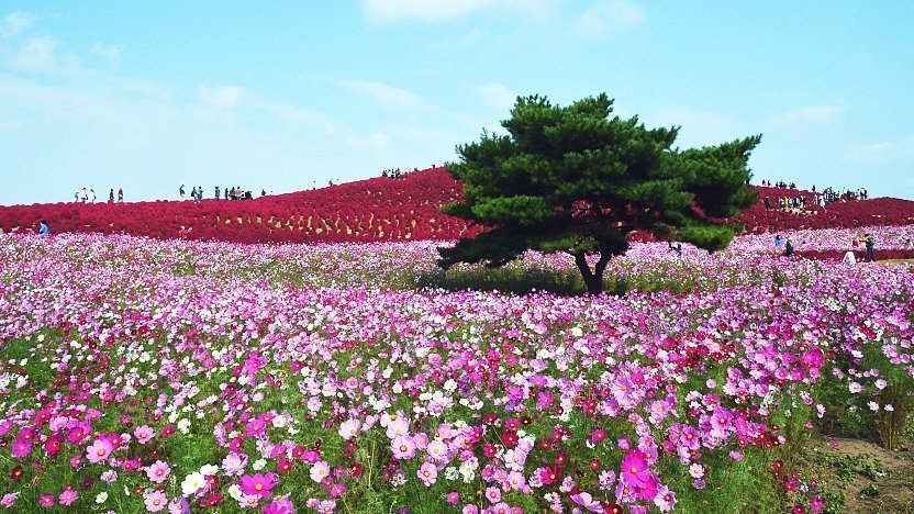 Hitachi Seaside Park, Japan – A Nemophila Wonderland