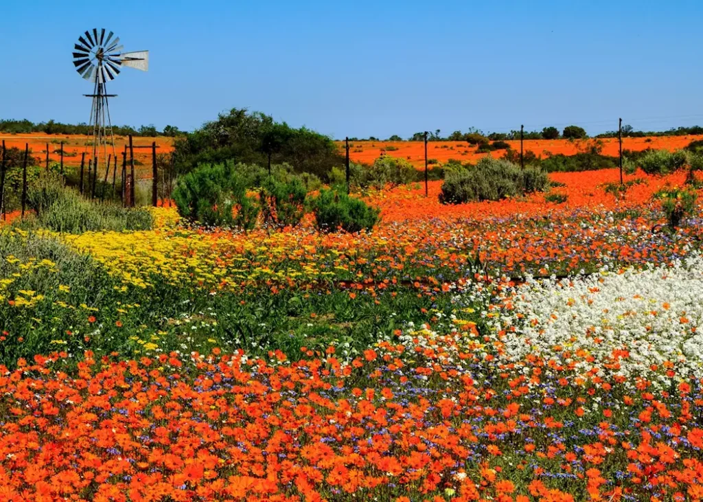 Namaqualand, South Africa – A Desert in Full Bloom