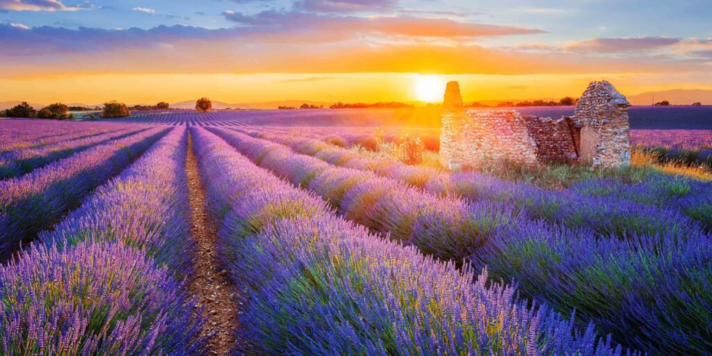 Provence, France – Lavender Fields in Early Bloom