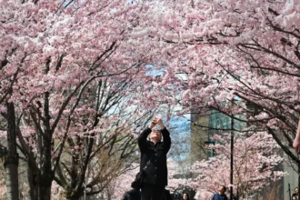 Japan – Cherry Blossoms in Full Bloom