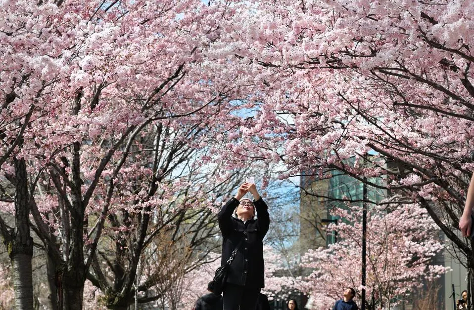 Best Travel Destinations in April: Japan – Cherry Blossoms in Full Bloom