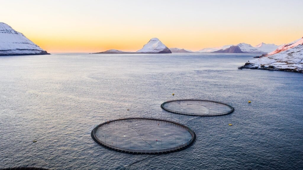 faroe islands salmon
