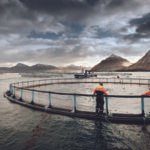 Faroe Islands Salmon 5