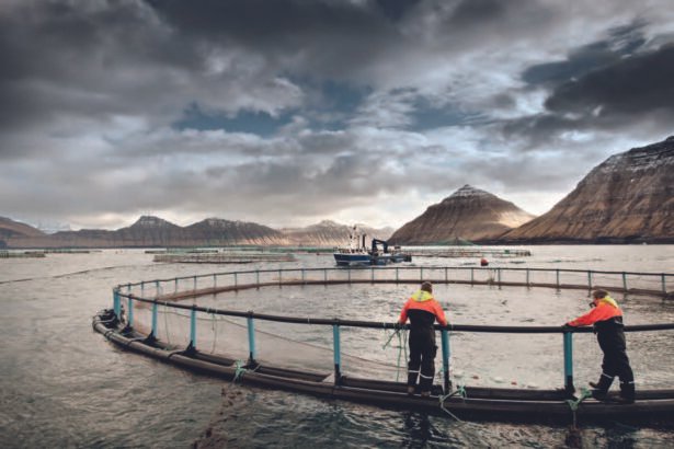 Faroe Islands Salmon 5