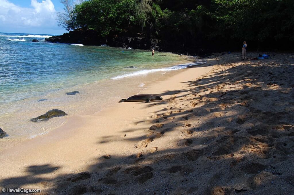 A Timeless Guide to Paradise: Exploring Sealodge Beach, Kauai 28 sealodge beach kauai