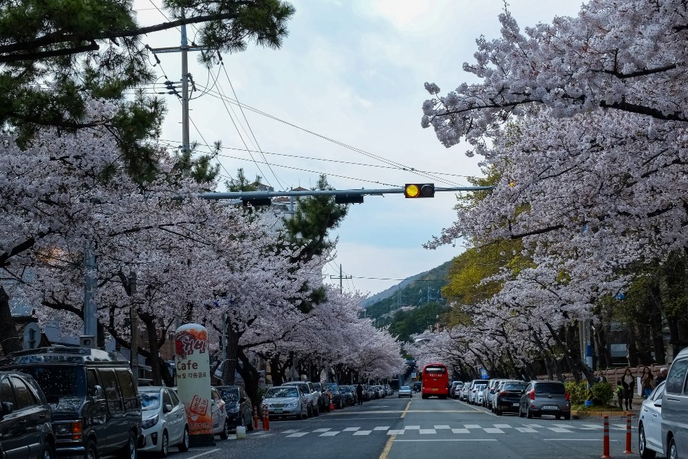 Kagoshima and Sakurajima Travel Guide 31 Kagoshima travel guide