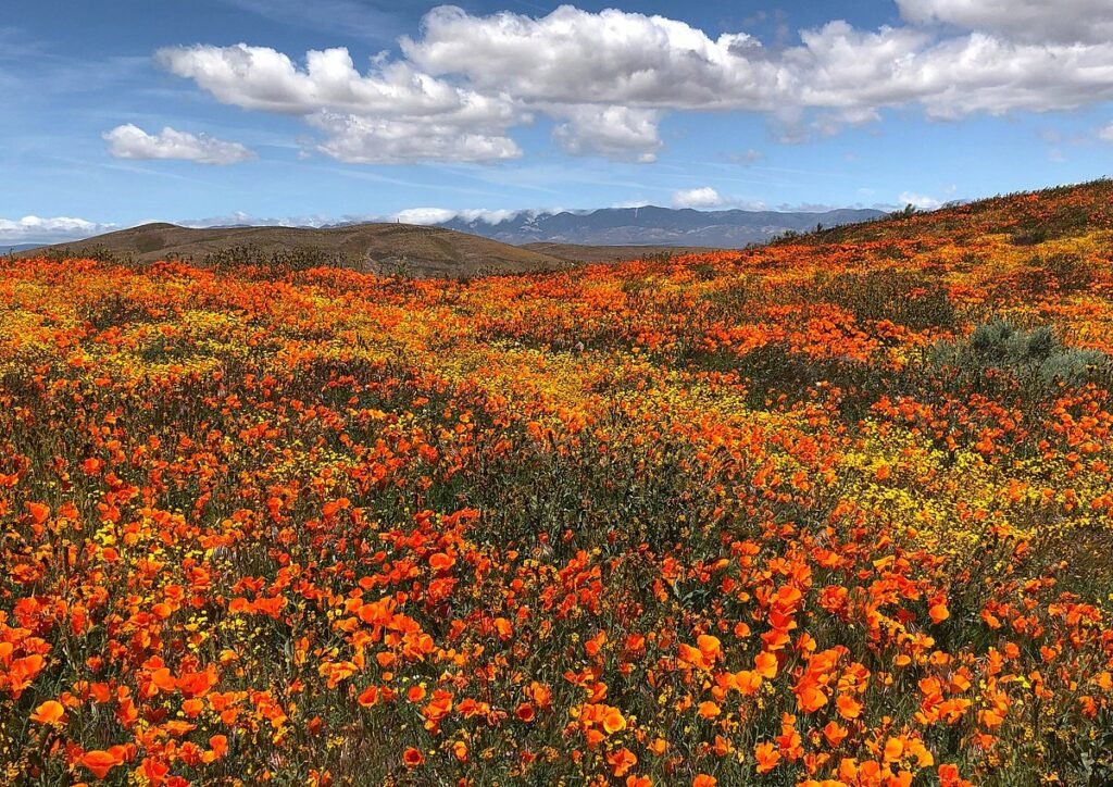 April Wildflower Road Trips in the USA