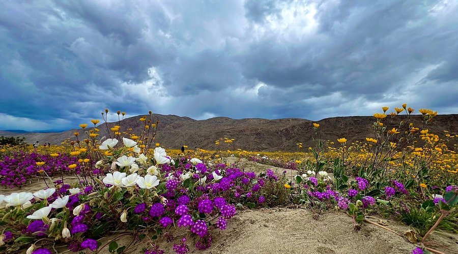 April Wildflower Road Trips in the USA
