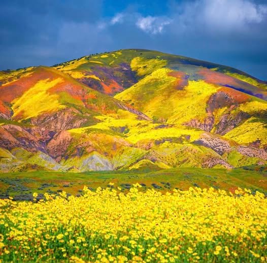 April Wildflower Road Trips in the USA