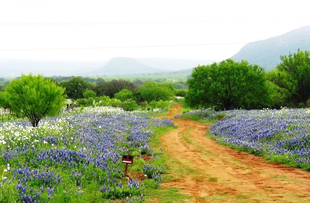 April Wildflower Road Trips in the USA