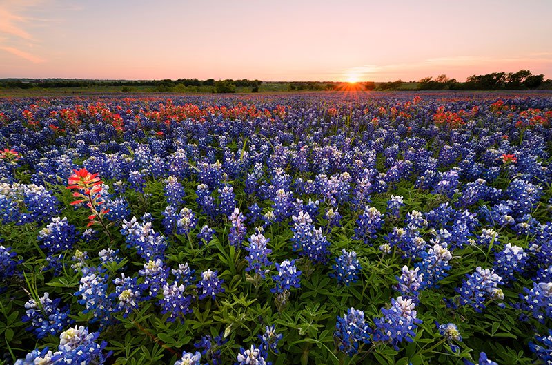 April Wildflower Road Trips in the USA