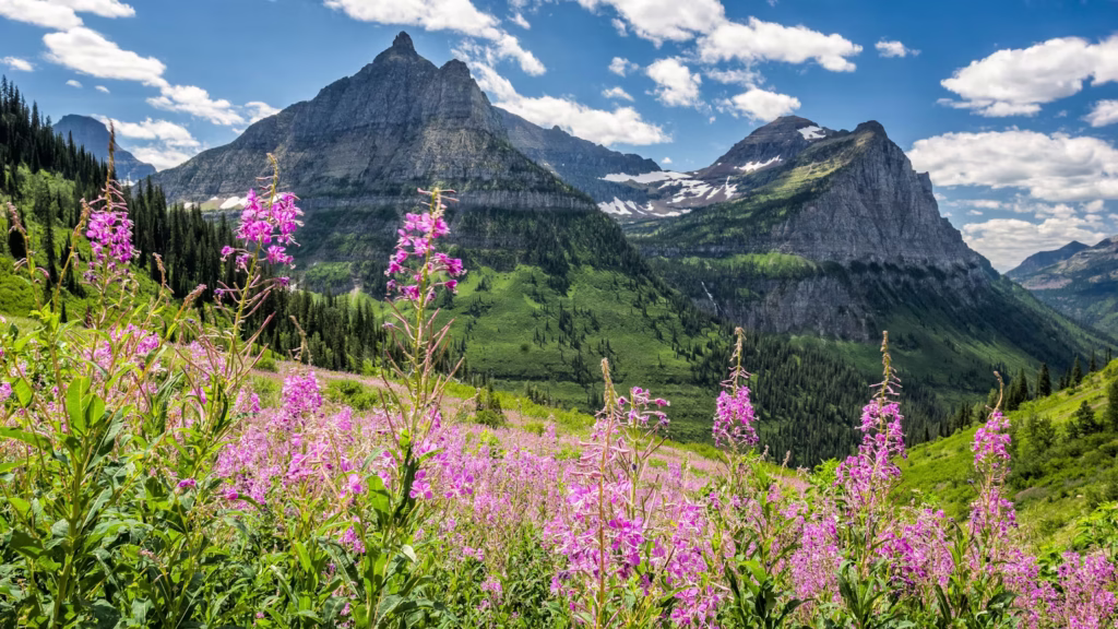 April Wildflower Road Trips in the USA