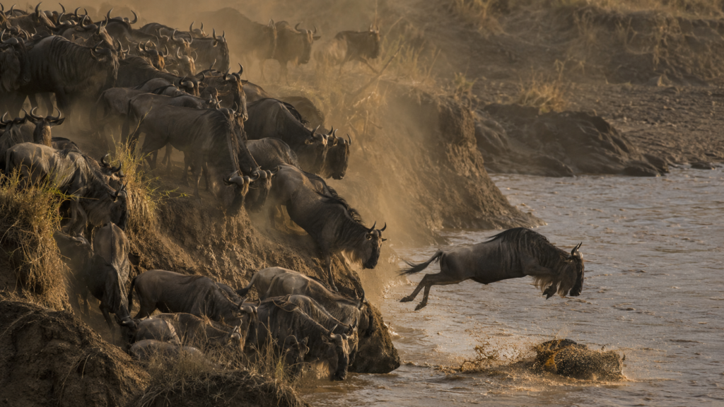 great migration august