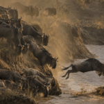 great migration august