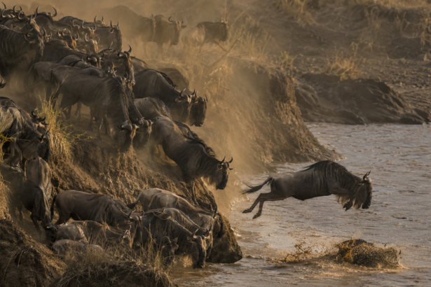 great migration august