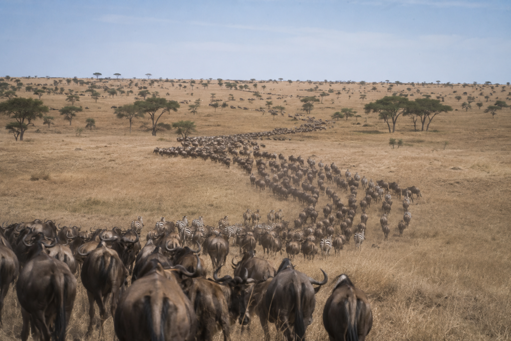 great migration august