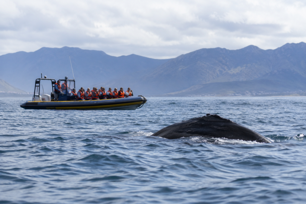 Hermanus Whale Season 2026: Best Months, Costs & Spots 16 hermanus whale season