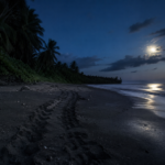 Turtle Hatching in Tortuguero