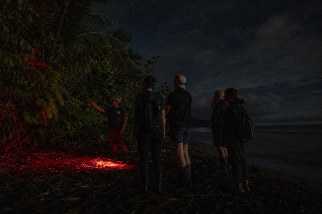 Turtle Hatching in Tortuguero: August–October Nesting Season, Night Tours, and the Rules 16 Turtle Hatching in Tortuguero