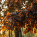 Monarch Butterfly Migration in September