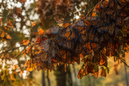 Monarch Butterfly Migration in September
