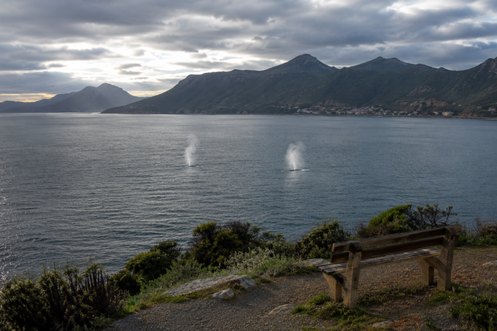 Hermanus Whale Season 2026: Best Months, Costs & Spots 13 hermanus whale season