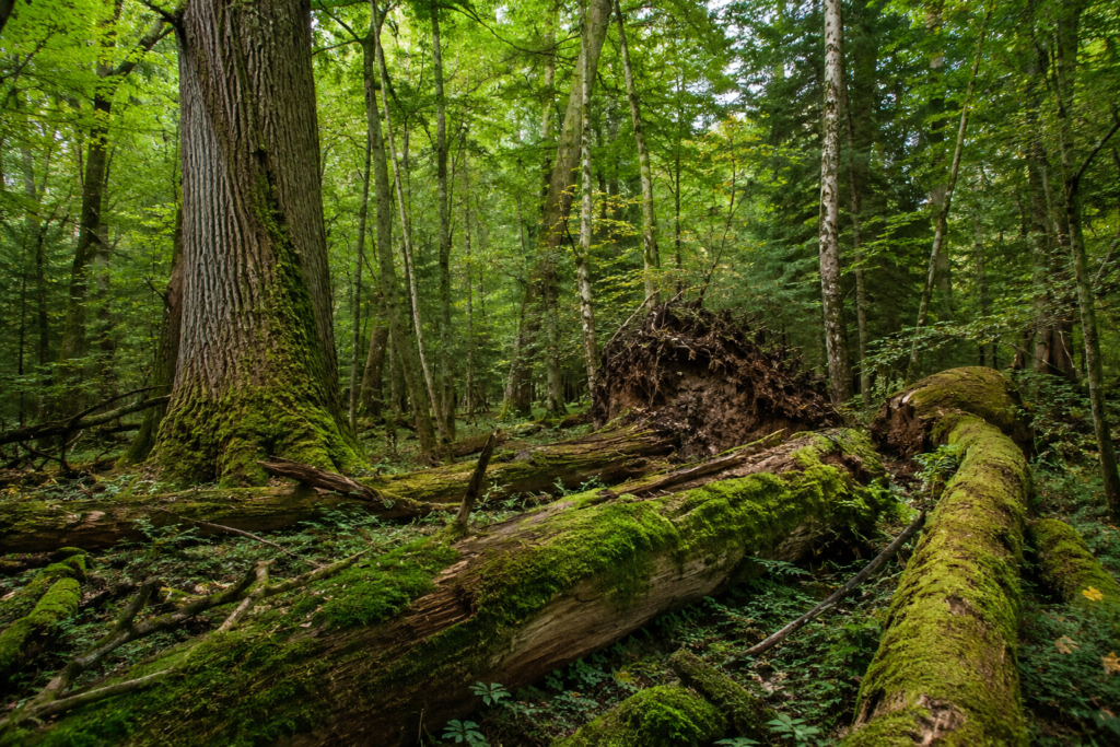 bialowieza forest old growth