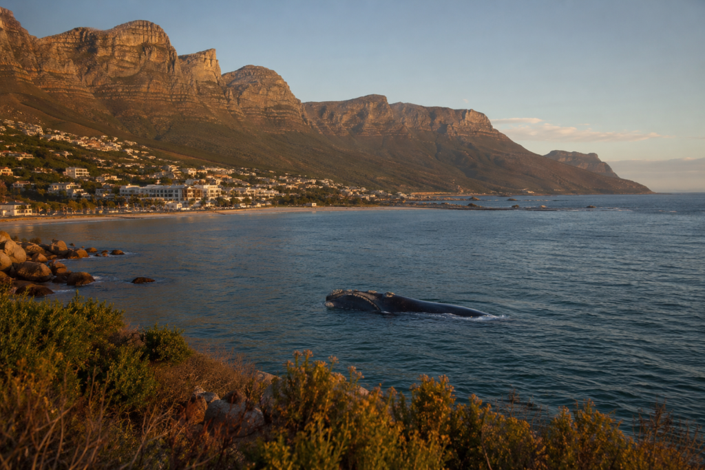 Hermanus Whale Season 2026: Best Months, Costs & Spots 12 hermanus whale season