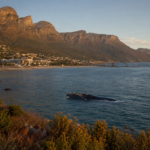 hermanus whale season