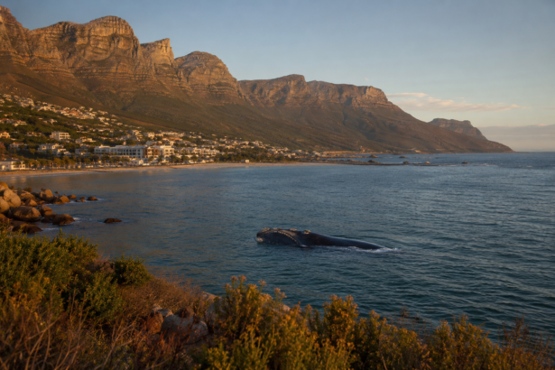 hermanus whale season