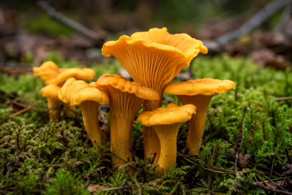 golden chanterelle mushrooms macro