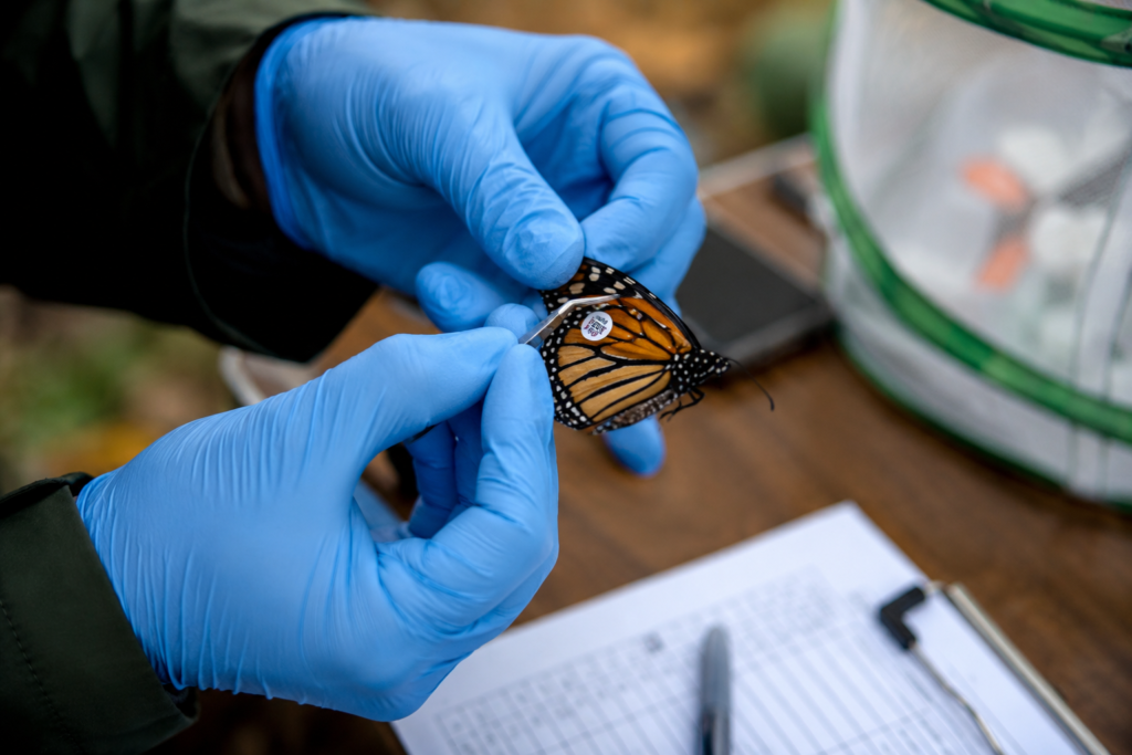 monarch butterfly migration in September