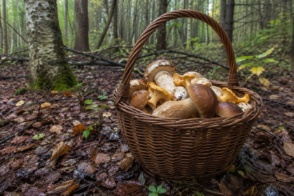 mushroom picking poland september basket forest