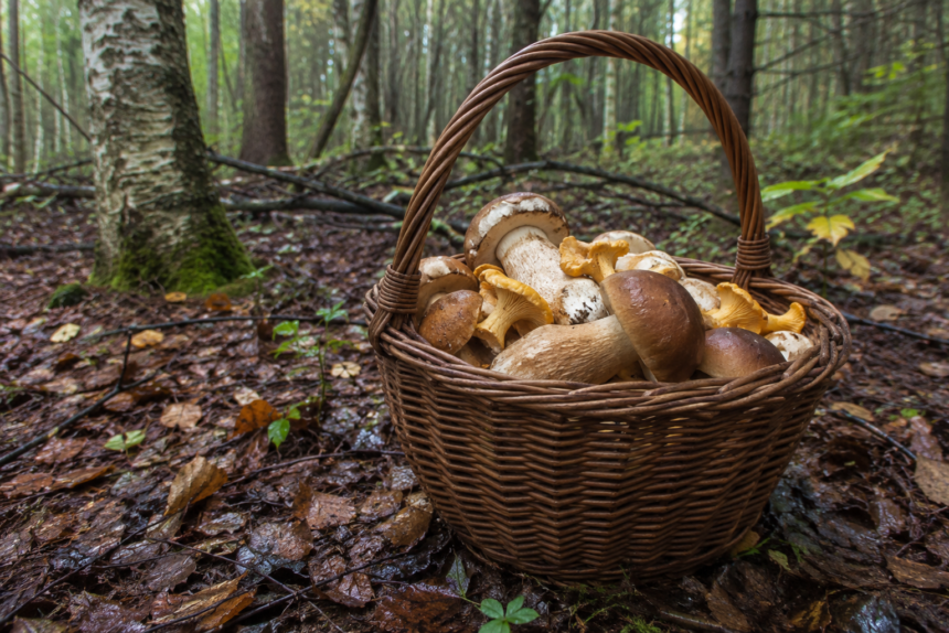 mushroom picking poland september basket forest