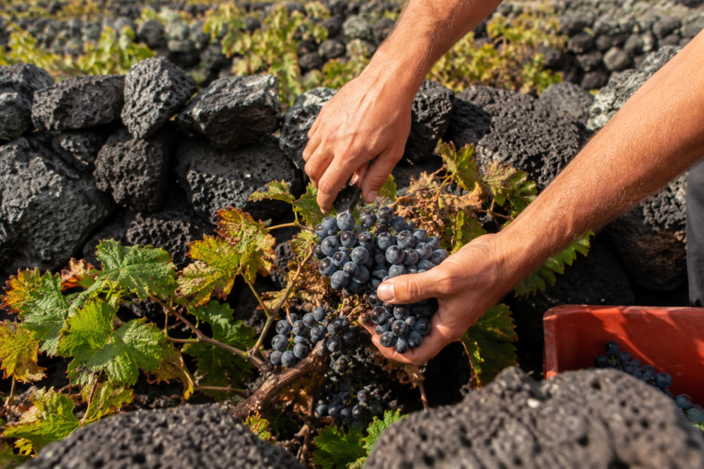 Hand-picking grapes during the Pico Island wine harvest