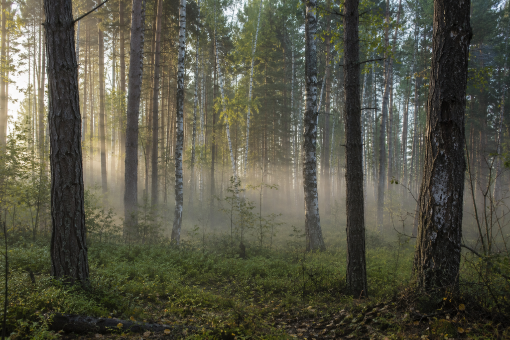 poland forest september mist