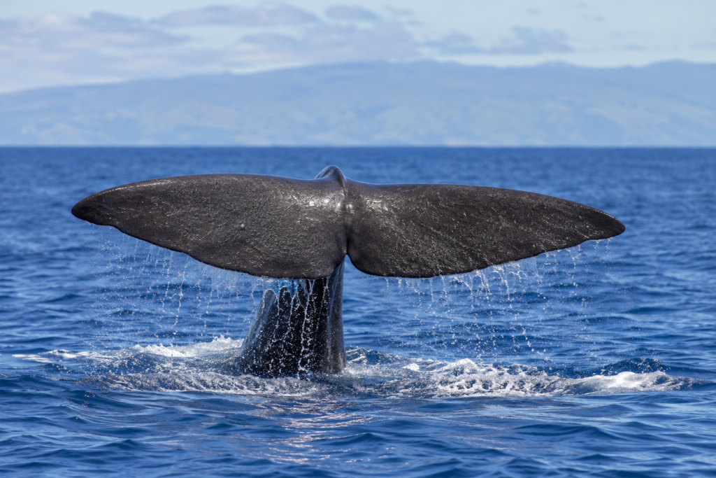Sperm whale fluke surfacing in the Azores