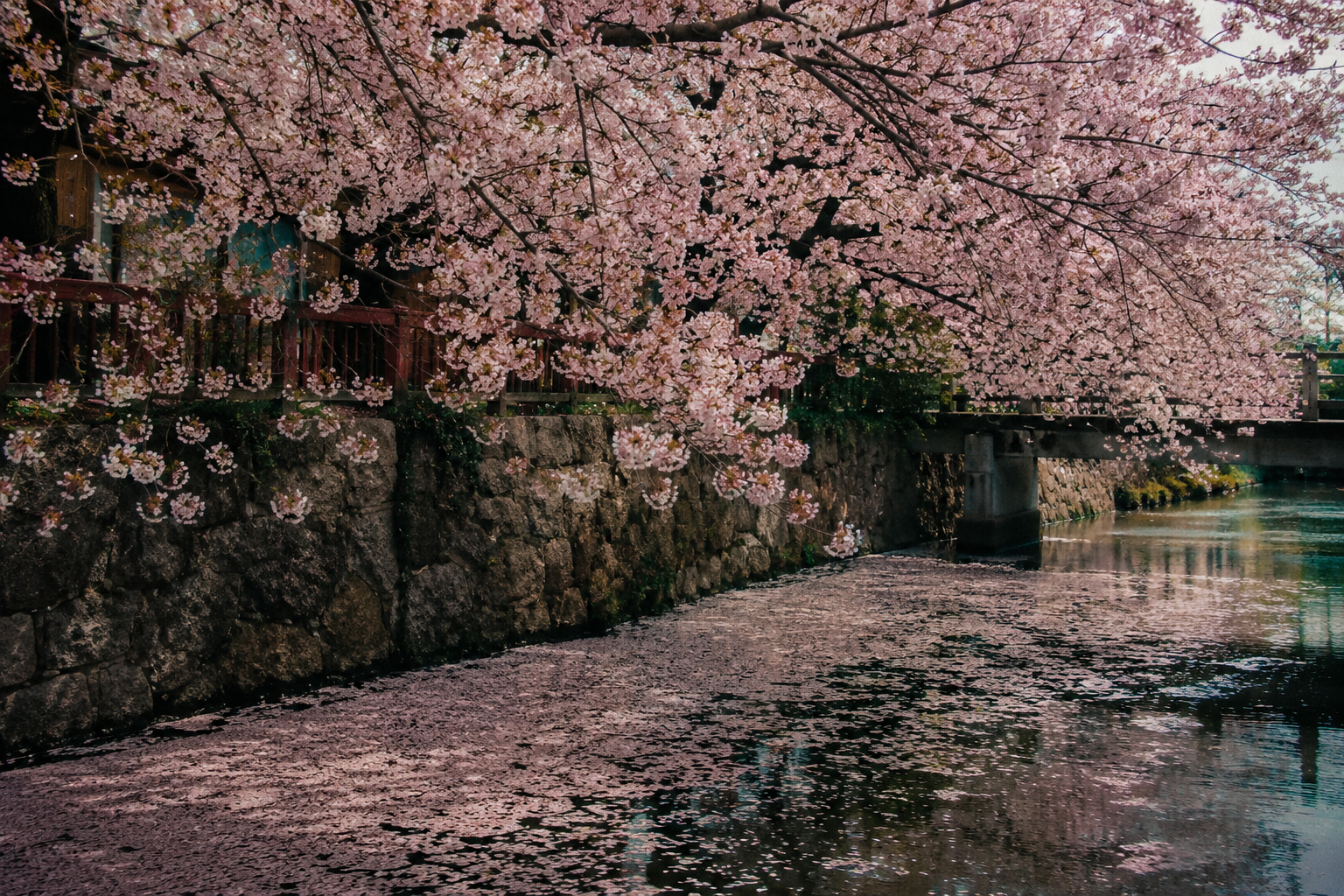 April travel — cherry blossom over a canal