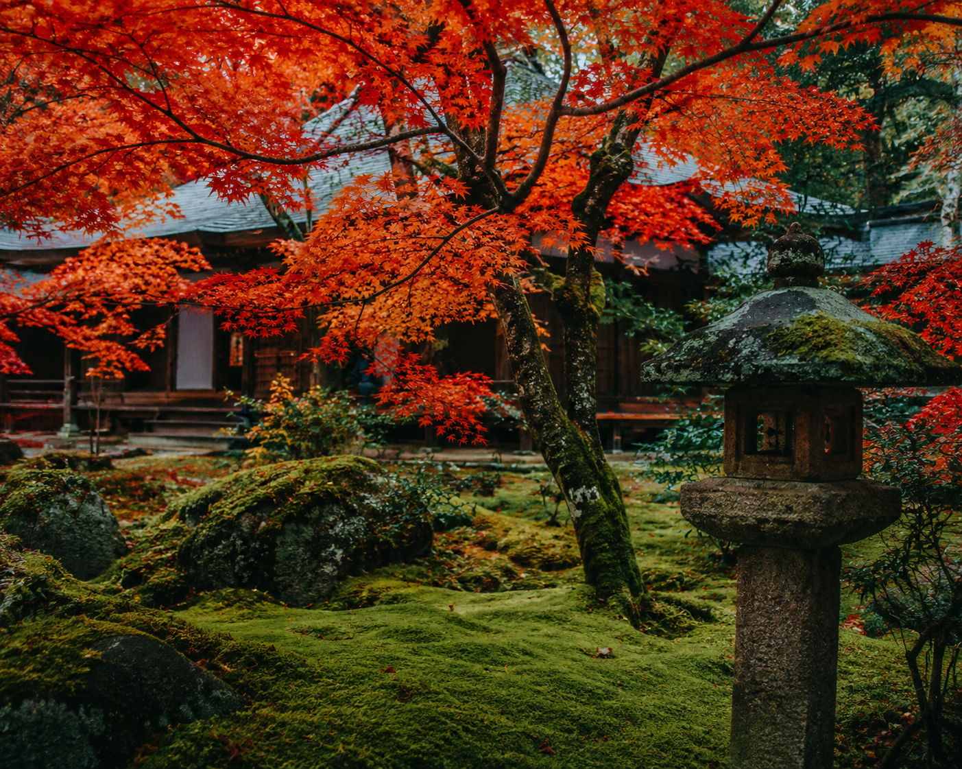 November travel — Kyoto maple leaves in red