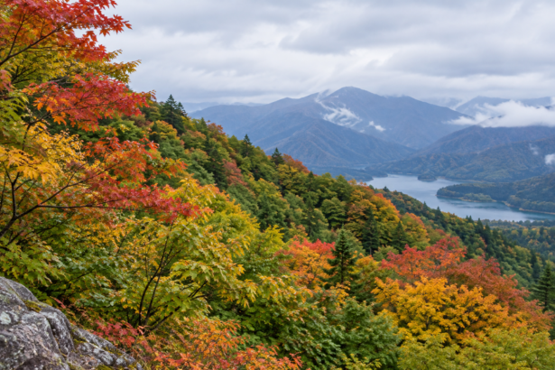 japan october mixed foliage hero